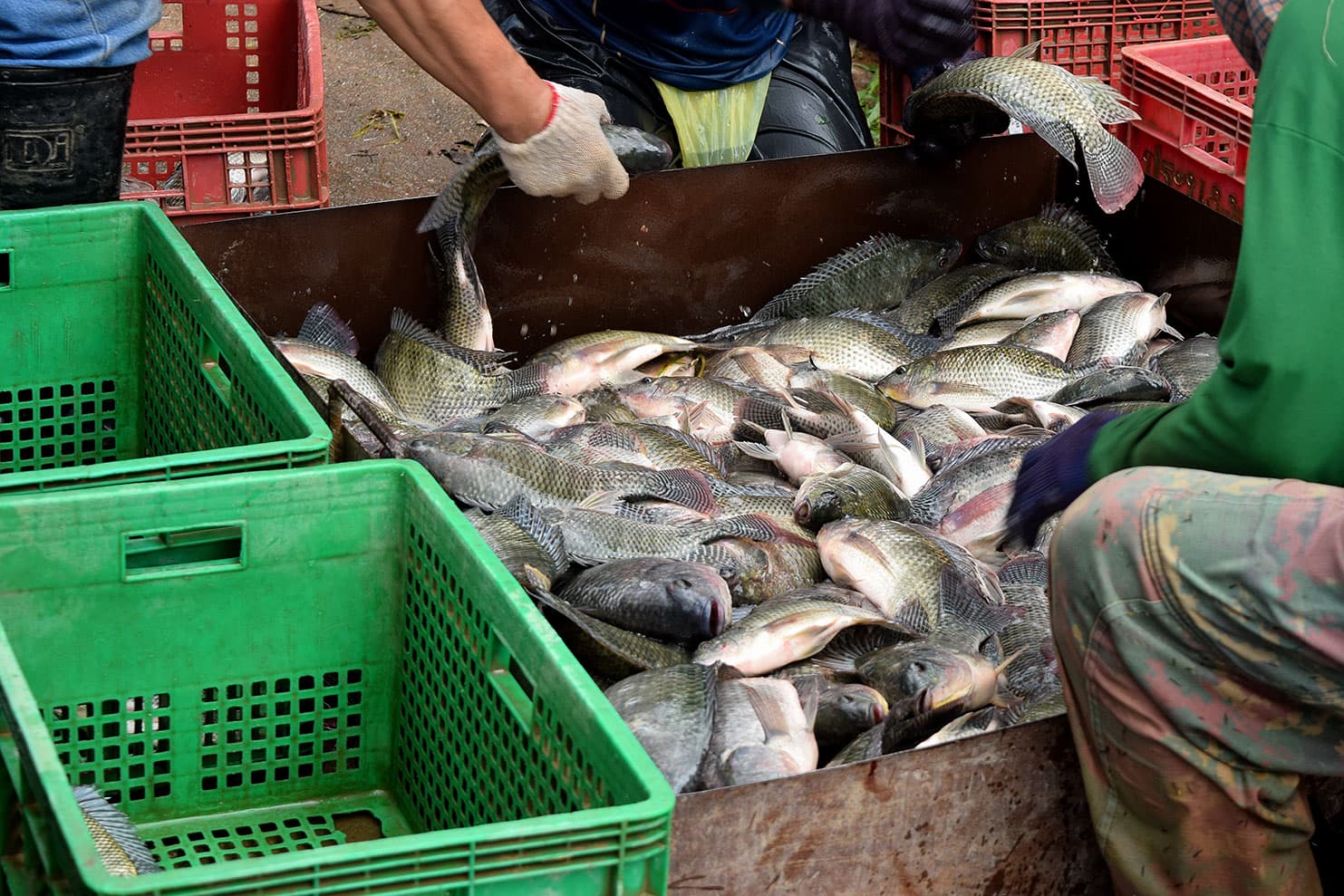 Cold-chain seafood handling