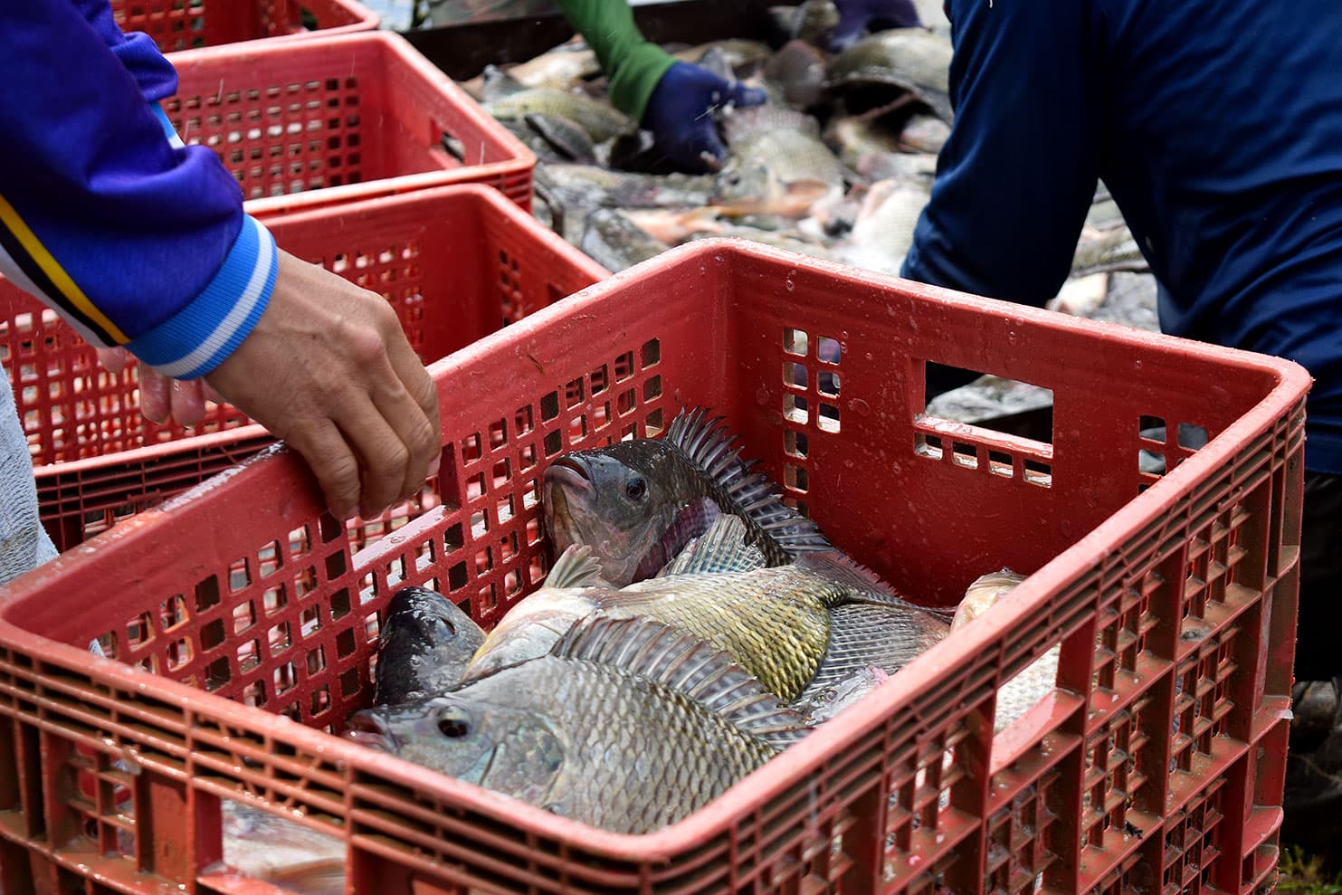 Imported tilapia product display